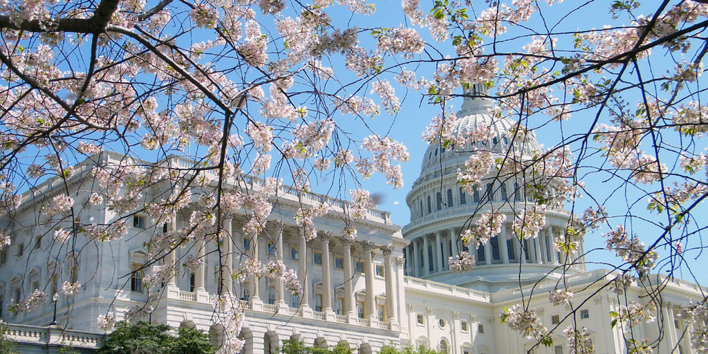 5 Cherry Blossom Festival Celebration Ideas & Decorations – Qbedding